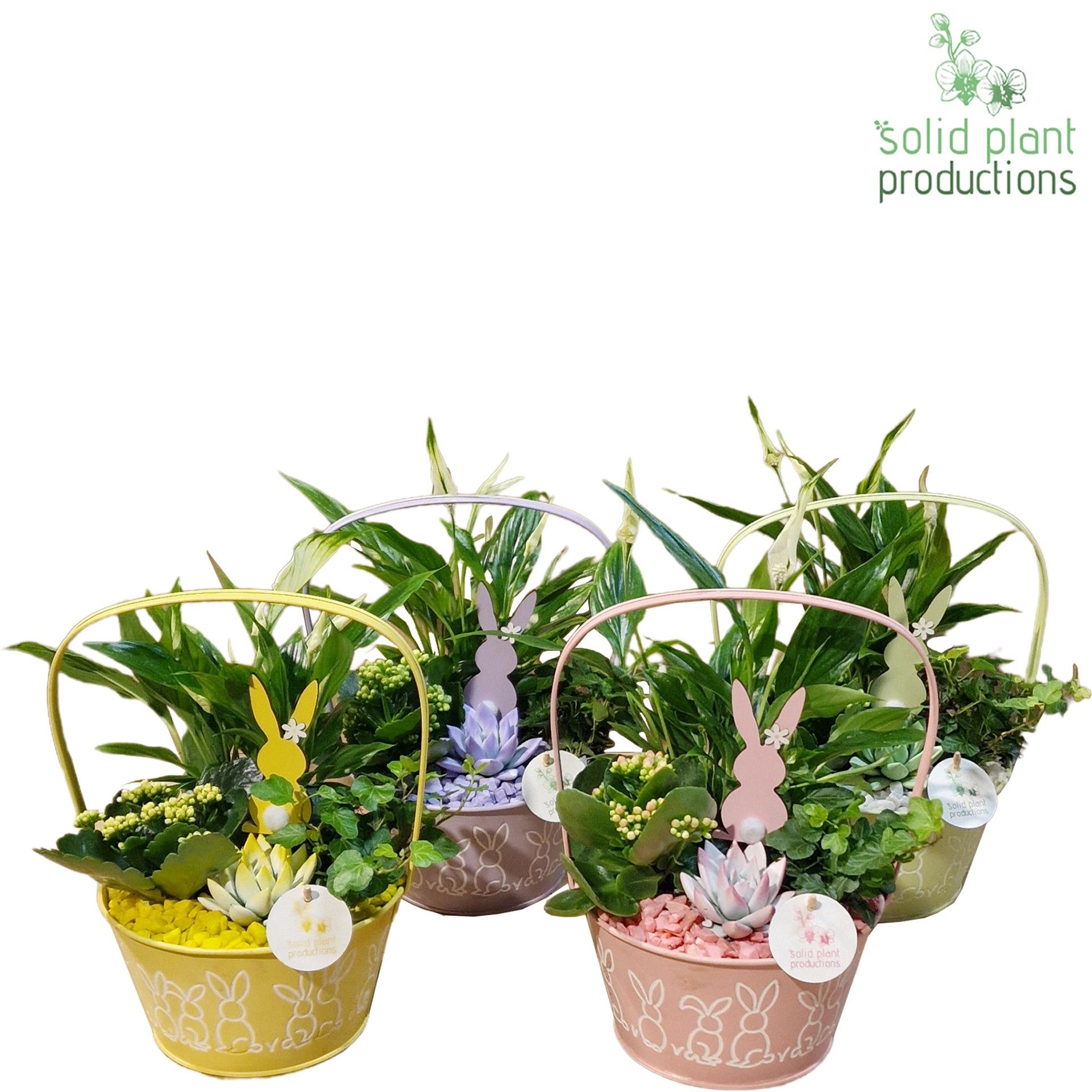 EZSE007 Joyce Mix Easter Spathiphyllum, D 19