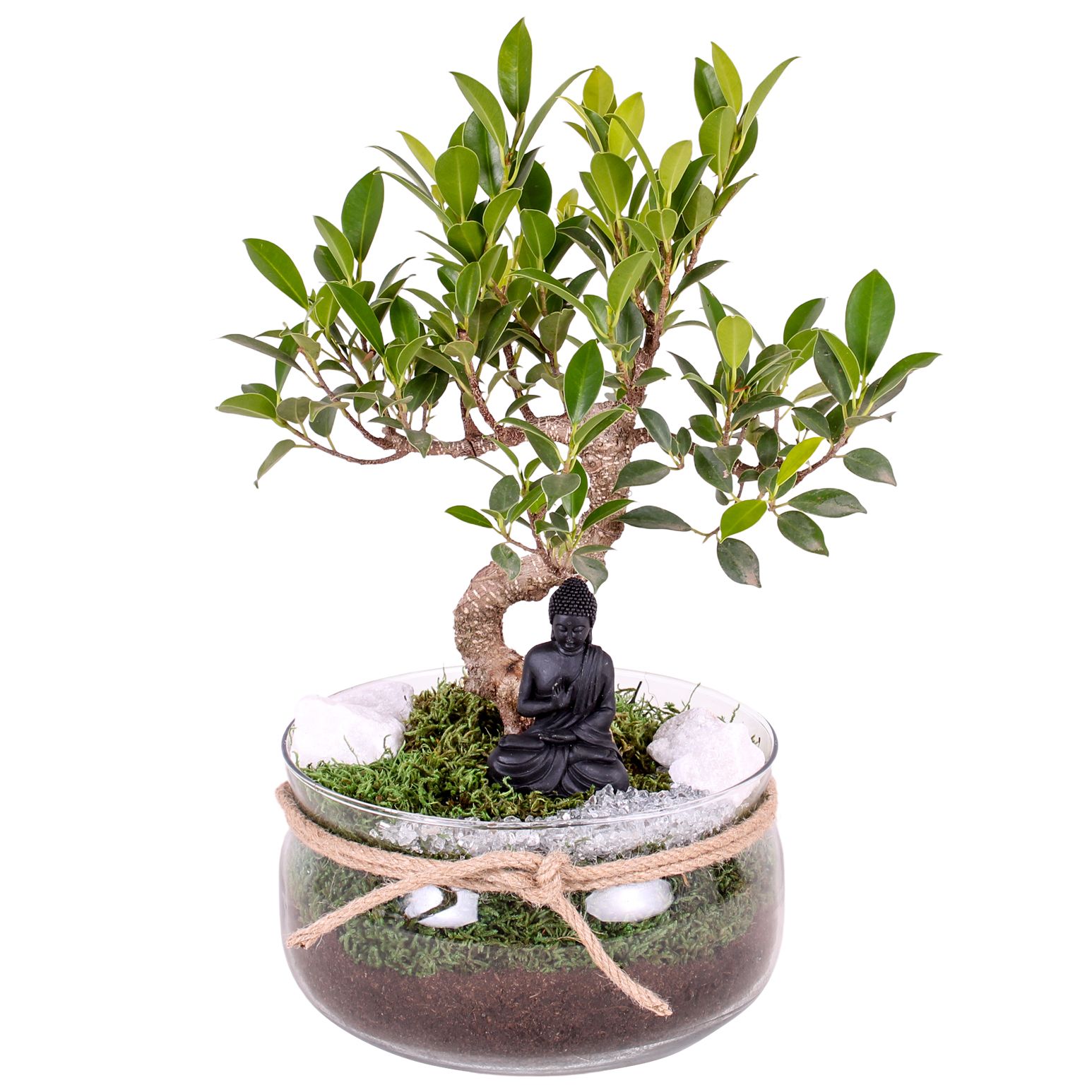 Bonsai Indoor Mix Ø15cm S-Shape in Bowl with Rope Ø20cm, D 20