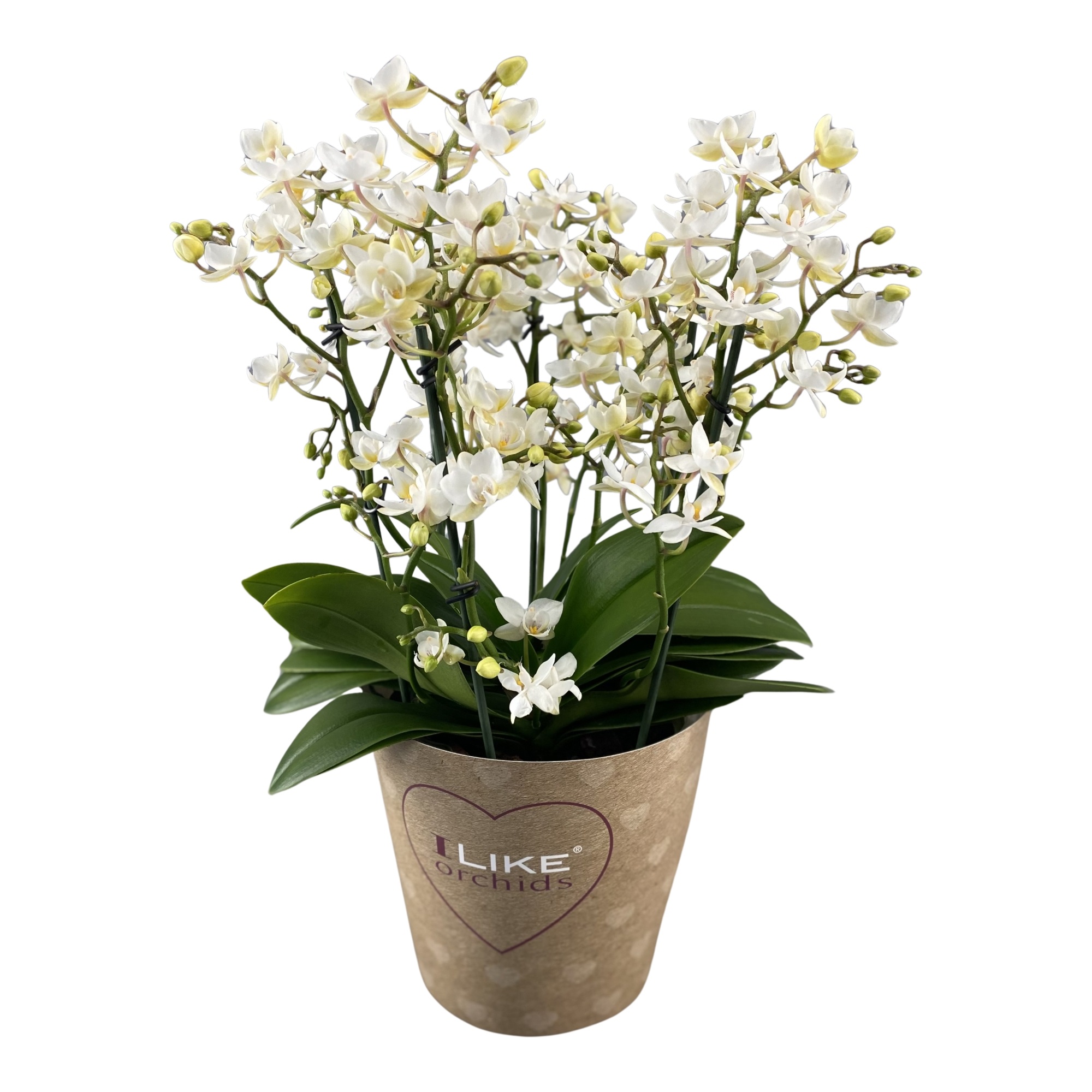Duetto Multi - Cream Punch/Million Flowers 90+, D 17