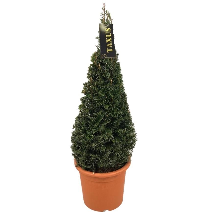 Taxus baccata Pyramiden p24 (th) 70-+ ©, D 24 cm