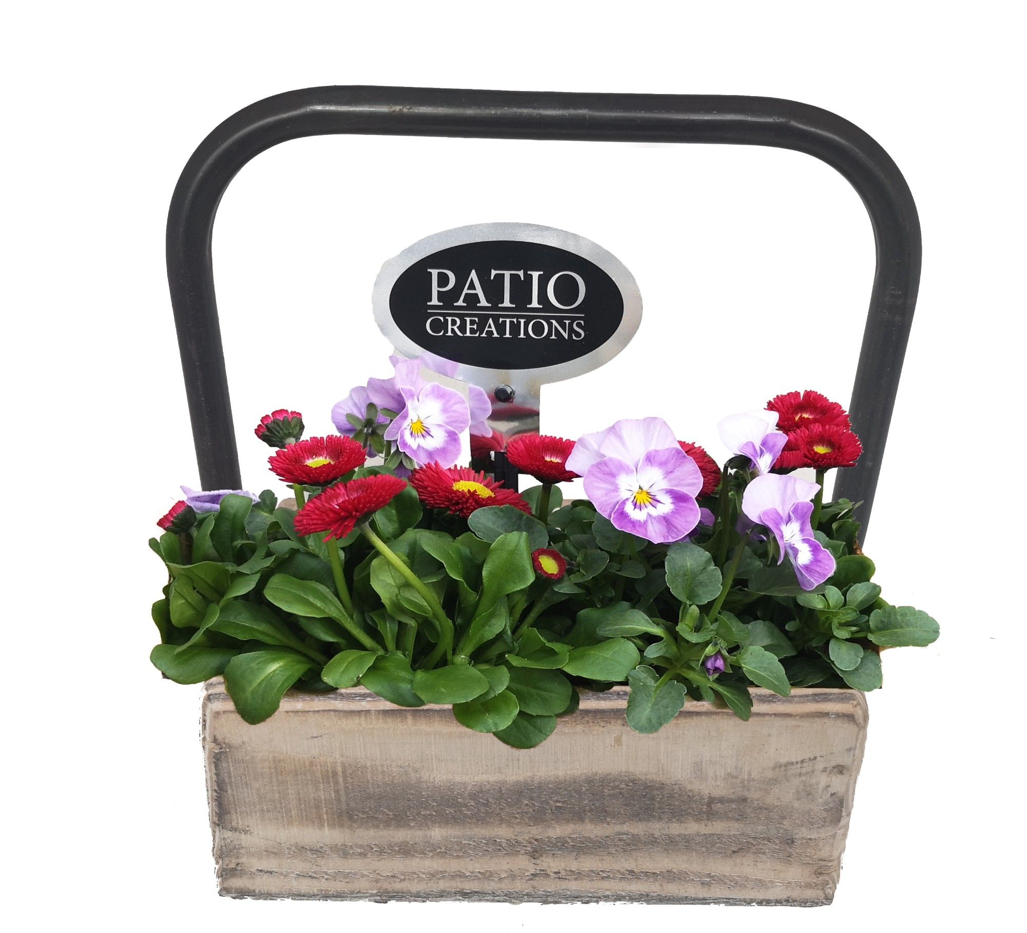 VB670-9001 Viola/Bellis dennenhout metaal hengsel S, D 22