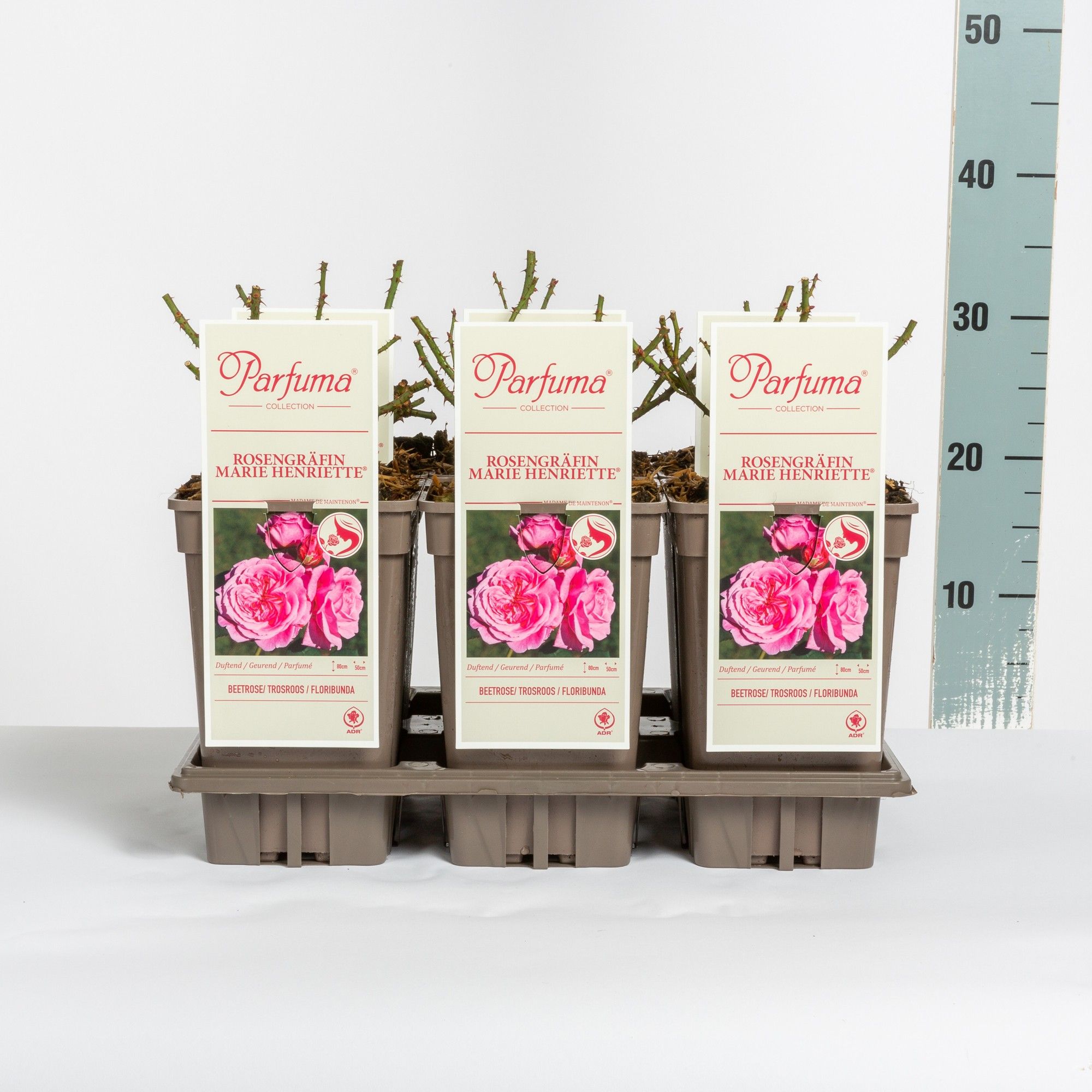 Rosa Parfuma (F) Rosengräfin Marie Henriette ®, C3, D 17 cm