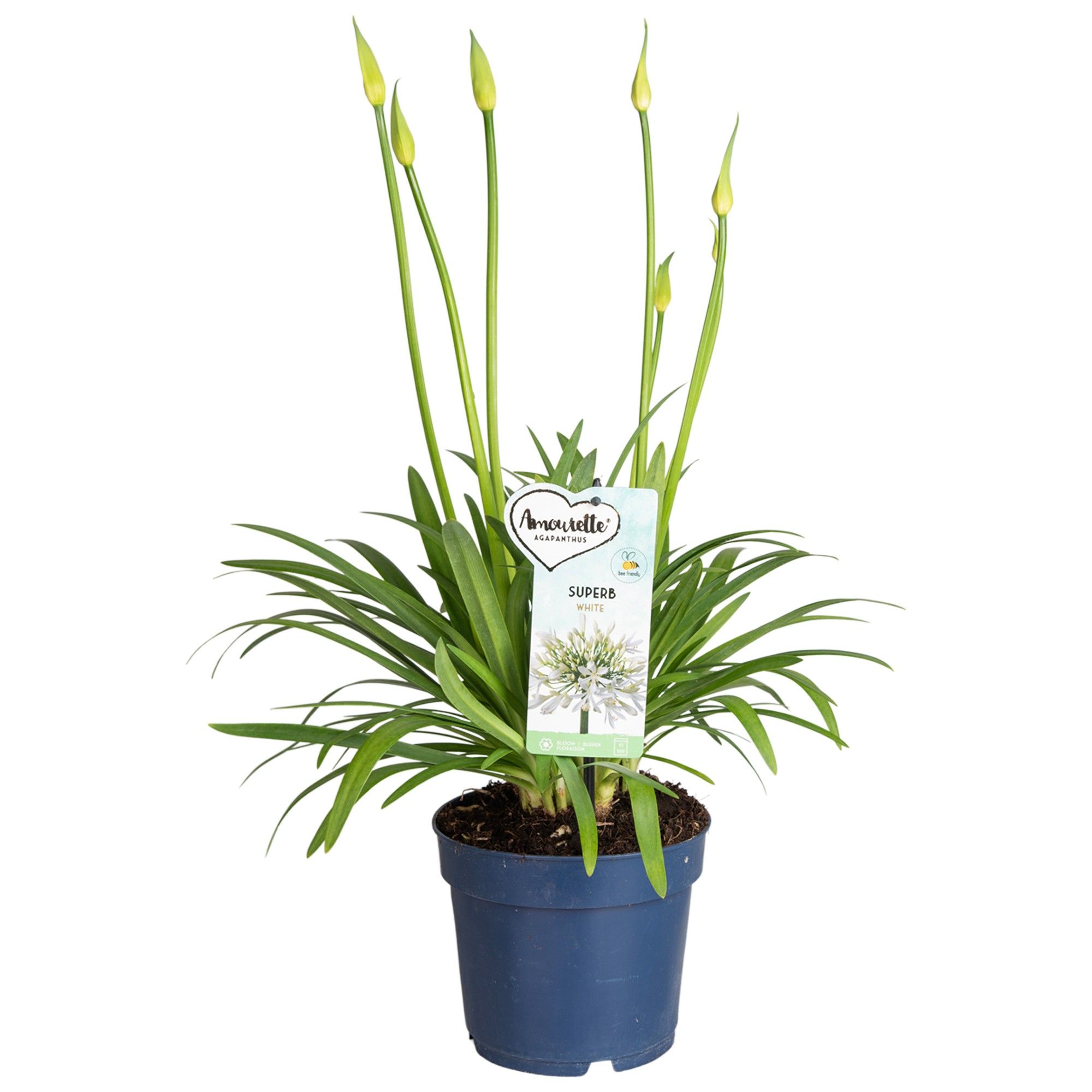 Agapanthus Amourette Superb White, 6+tak, D 17