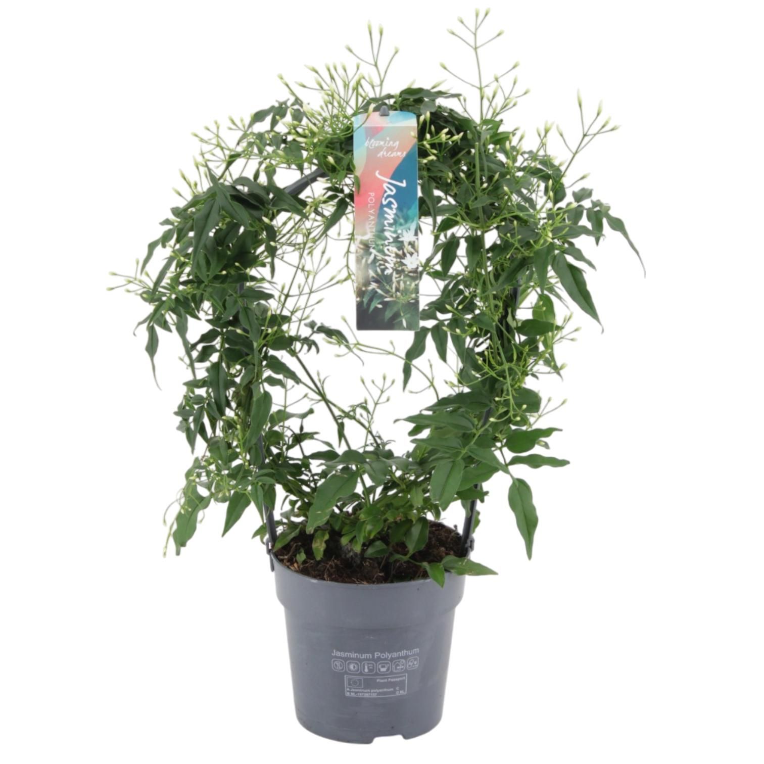 Jasminum boog 200 knop p12 (Jasmijn), D 12