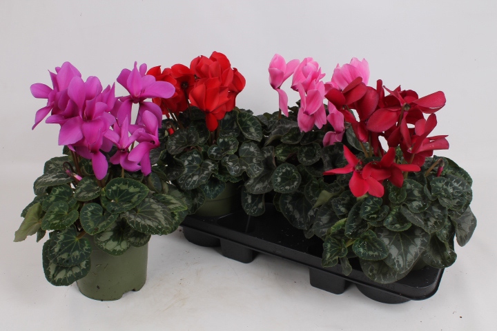 Cyclamen Halios gemengd 17cm, D 17 cm