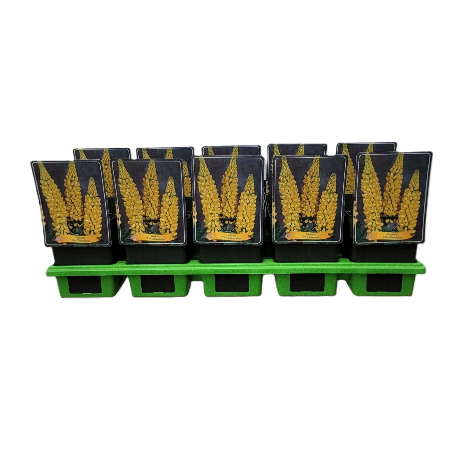 Lupinus 'Chandelier' P11, D 11 cm