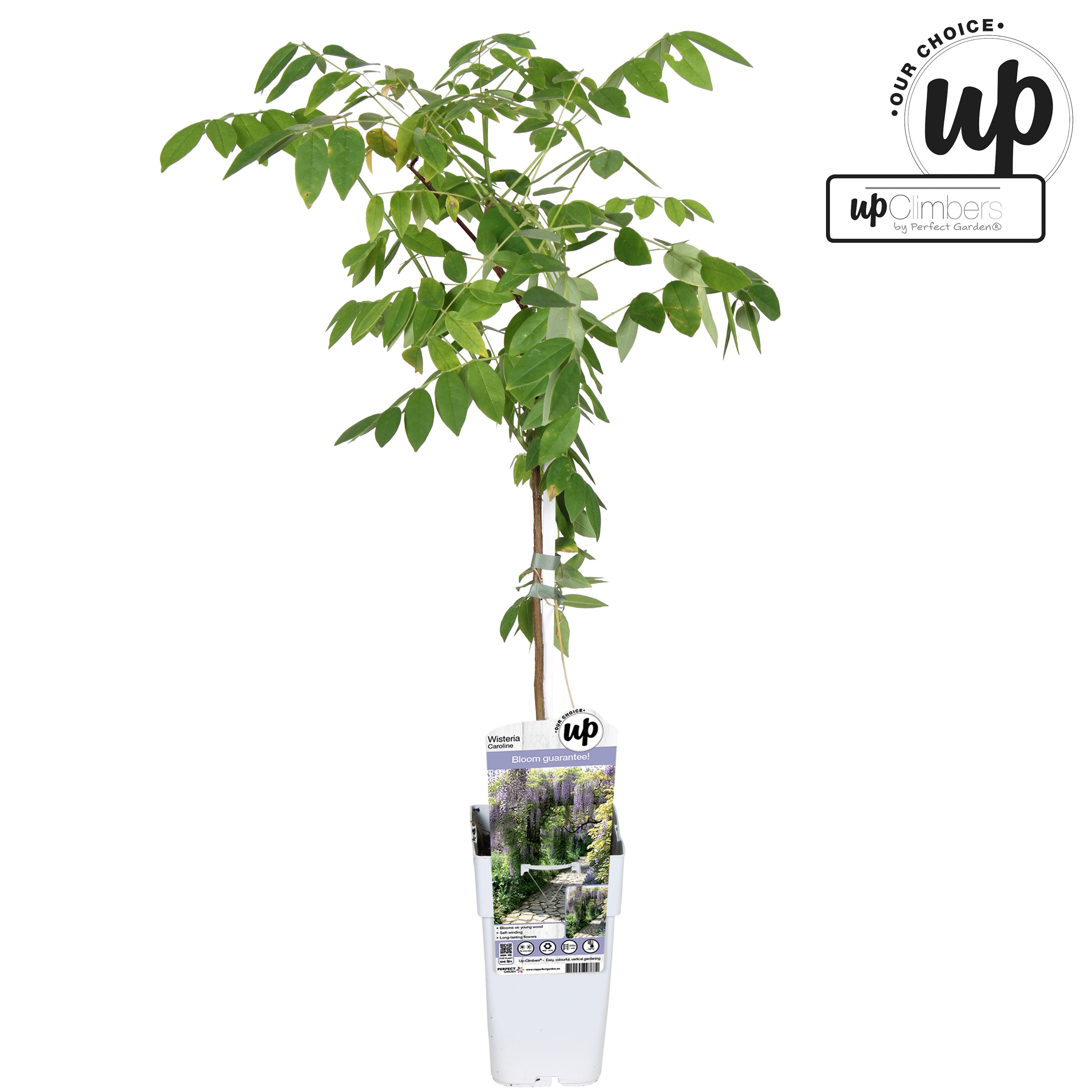 Wisteria sinensis Caroline P15, D 15 cm Wisteria sinensis Caroline P15, D 15 cm