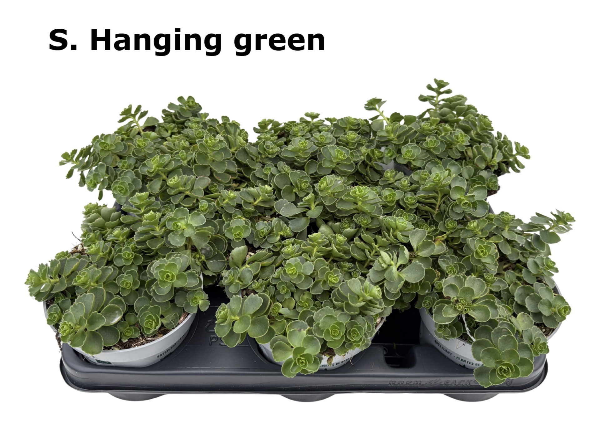 Sedum 12 cm hanging green, D 12 cm Sedum 12 cm hanging green, D 12 cm