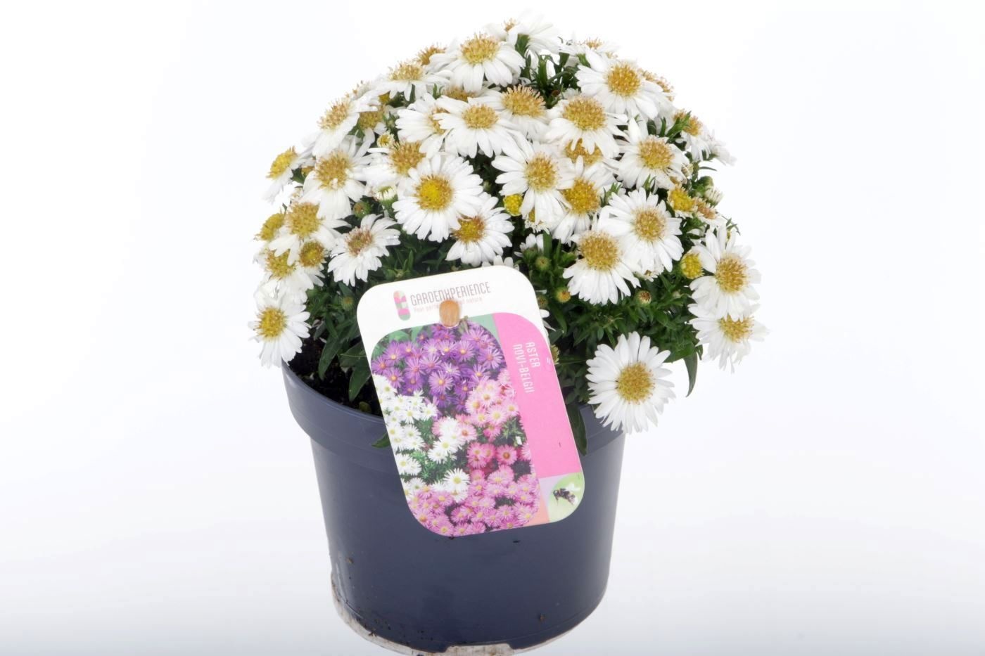 Aster Novi-belgii Magic White, D 13
