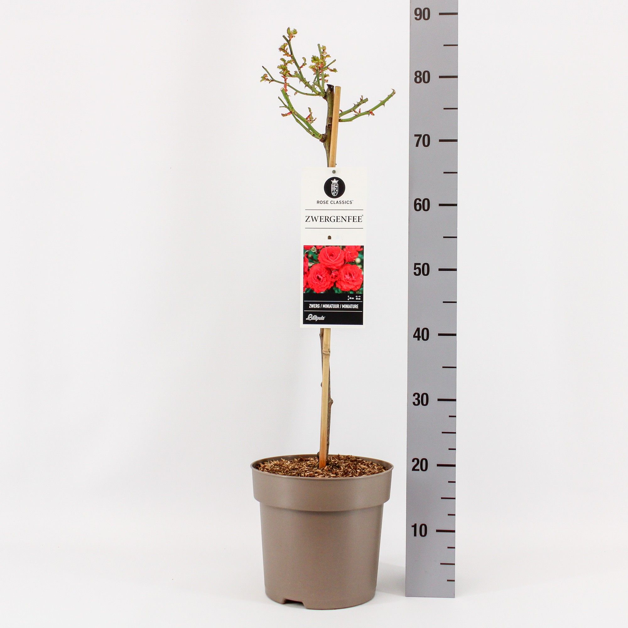 Rosa (M) Zwergenfee ®, stam 50, C6, D 24