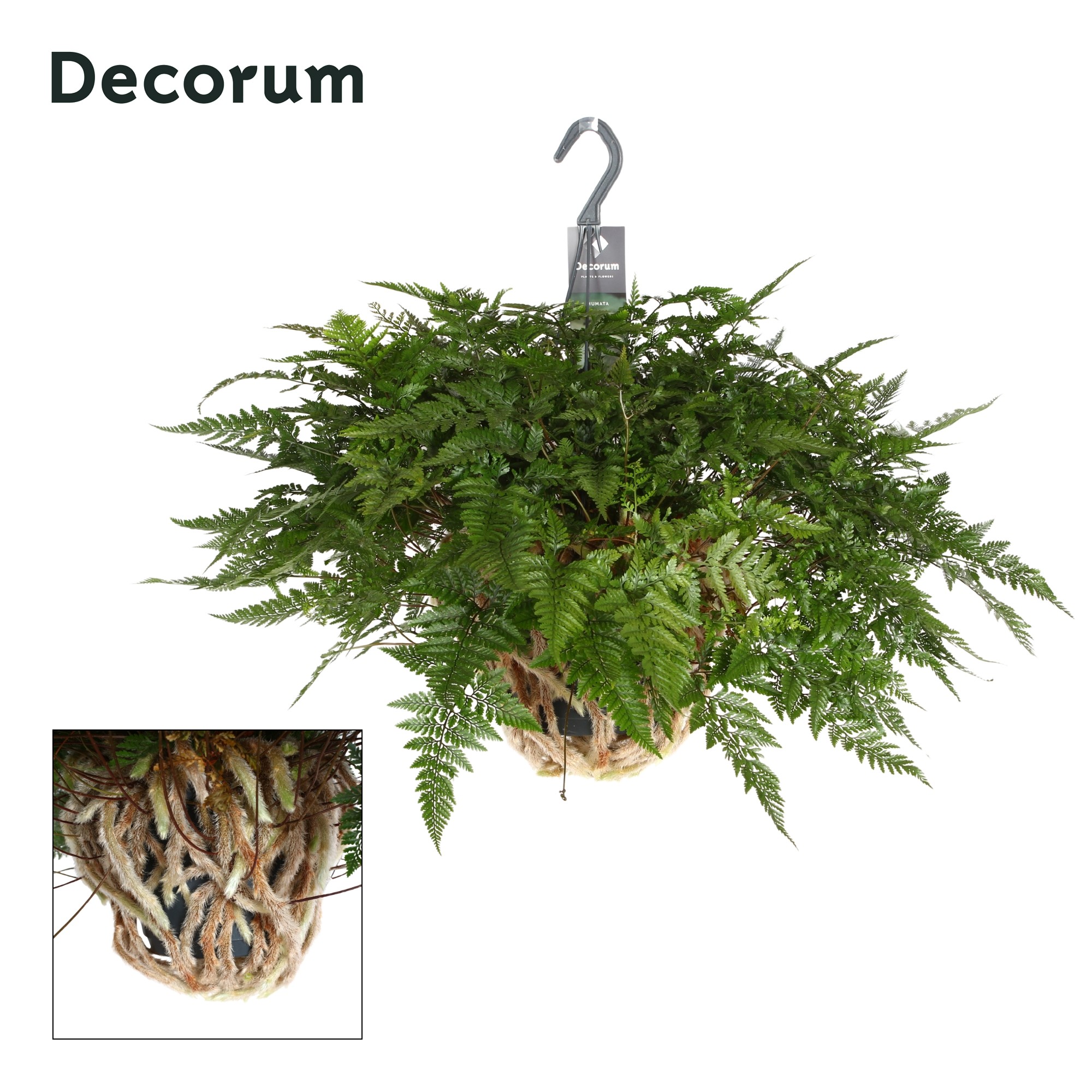 Humata met veel luchtwortles, D 17