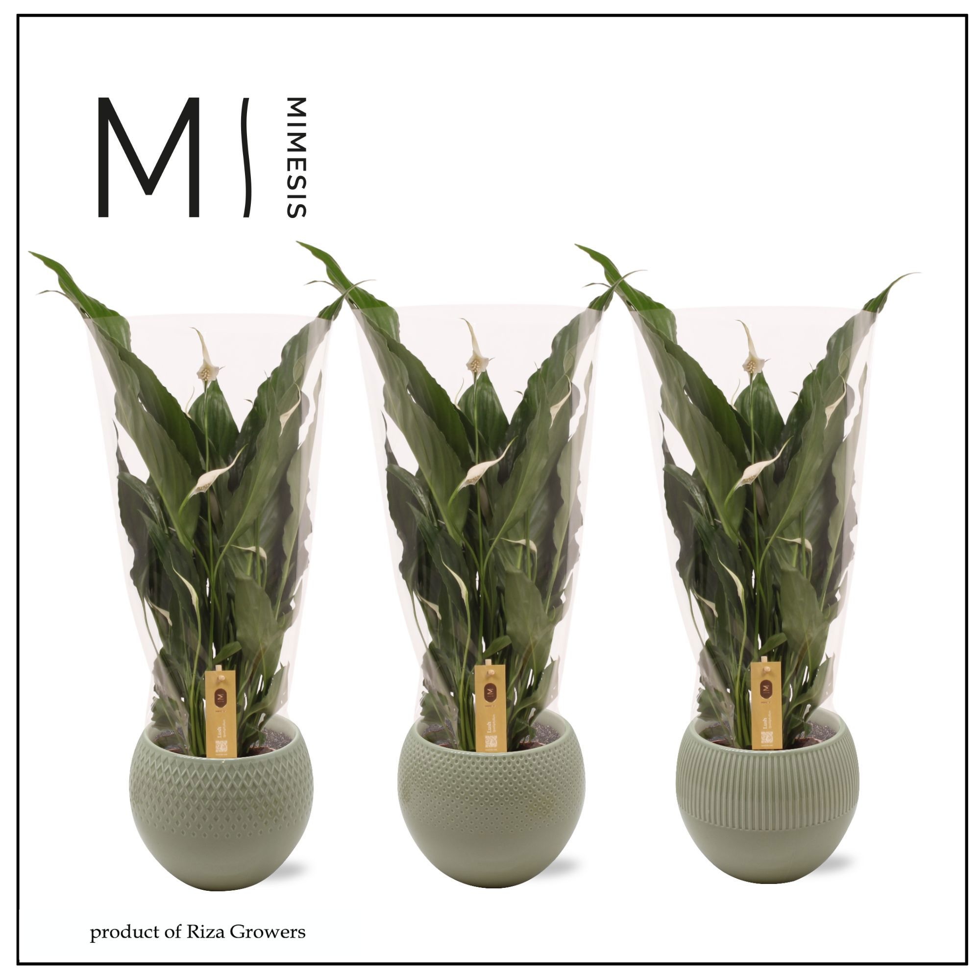 Spathiphyllum Sweet Chico Nature - 13cm in Bolivia Green | Mimesis, D 13