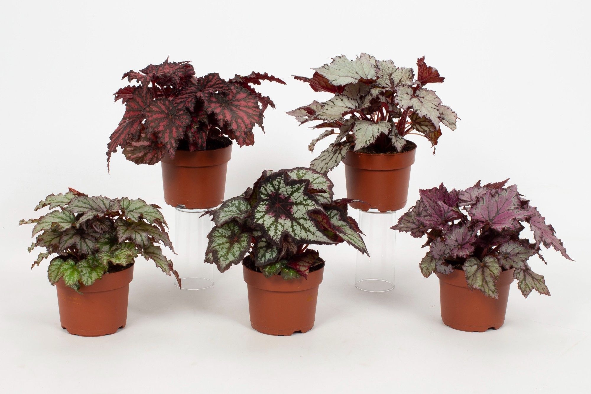 Begonia Enchanted Rex Mix 12cm, D 12 cm Begonia Enchanted Rex Mix 12cm, D 12 cm