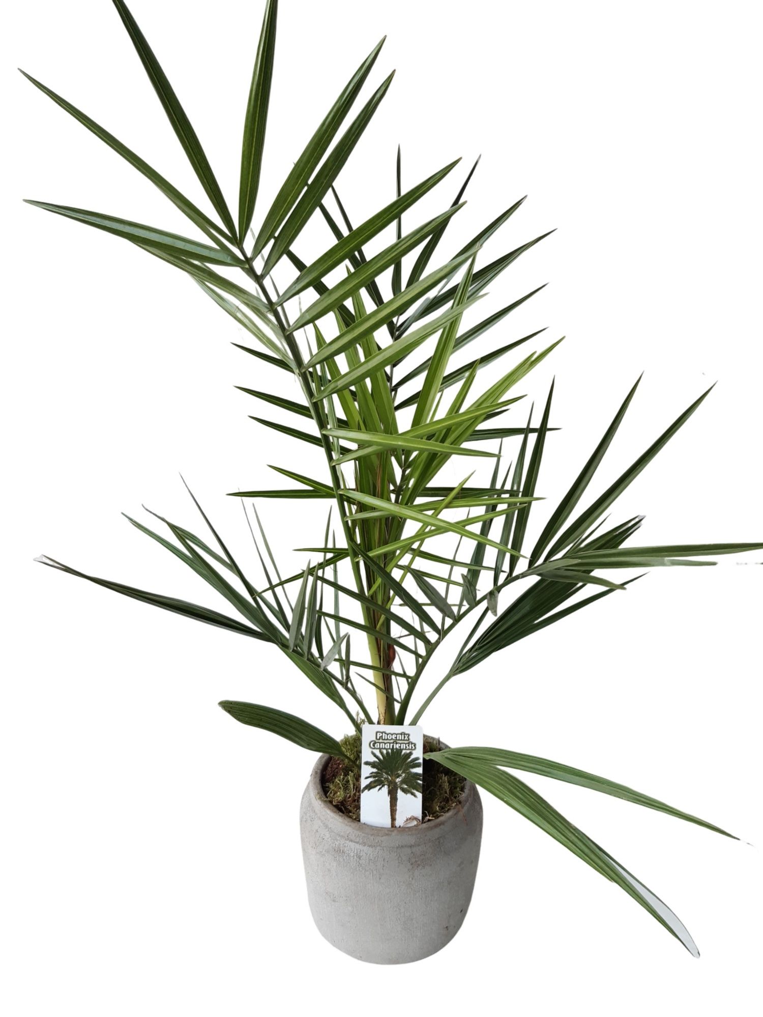 RGP16PC Rude grey pot Phoenix Canariensis, D 16