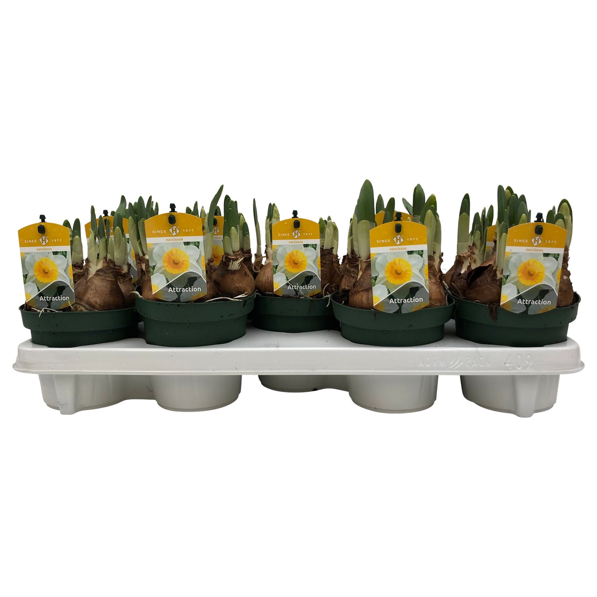 Narcissus Attraction grootbloemig, D 12