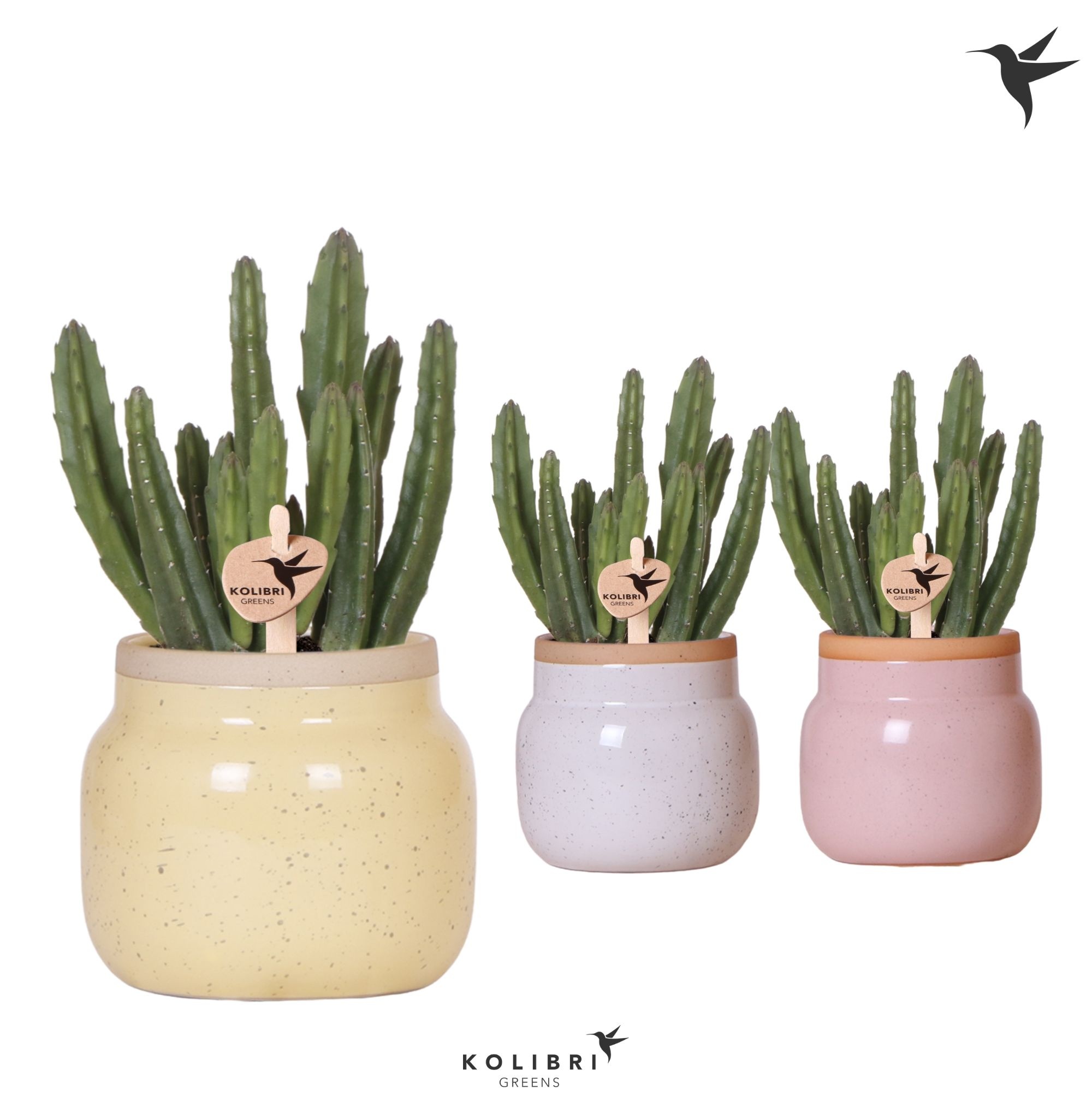 Kolibri Greens Stapelia Leendertziae in Vintage Bowl pot mix, D 9 cm