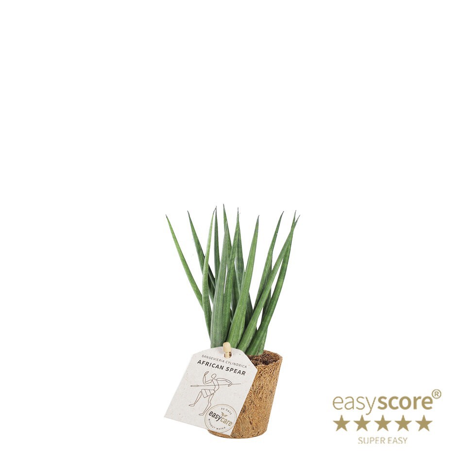 SANSEVIERIA CYLINDRICA 'SPAGHETTI' 20631600, D 6 cm