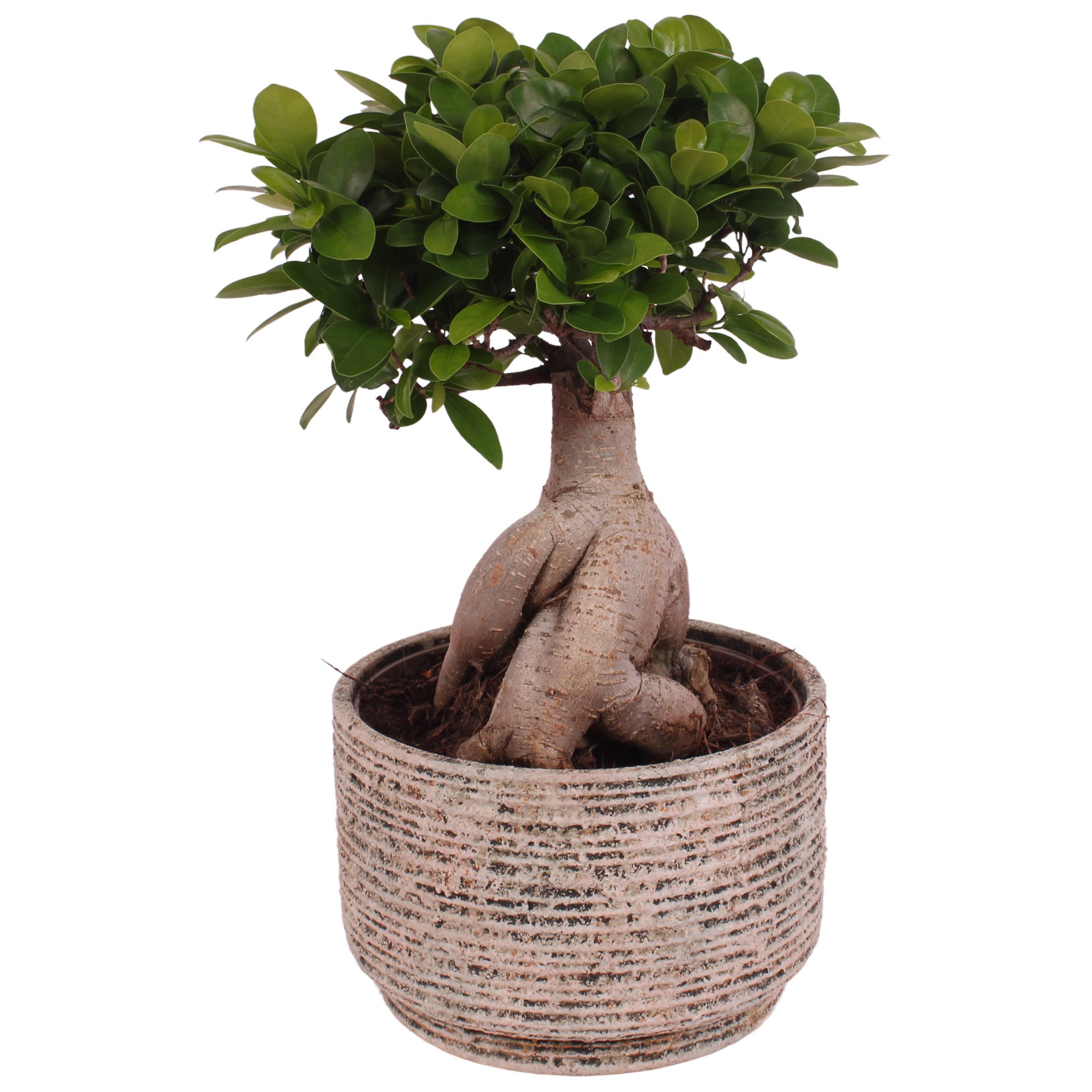 Ficus m. Ginseng Ball Shape Ø18cm in Ø20cm Ceramic NT567, D 20