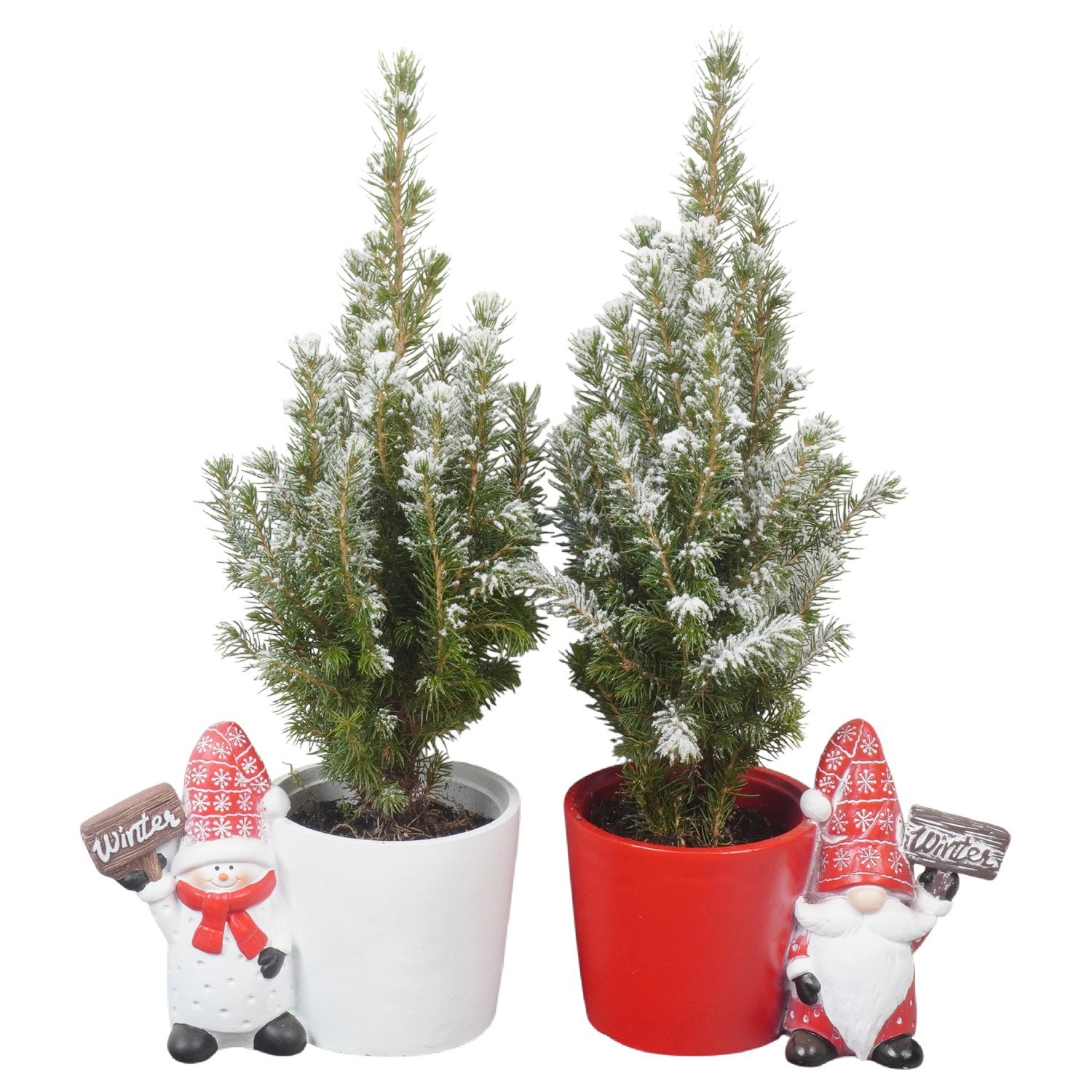 PTK26175 Conica Perfecta met sneeuw in keramiek pot, D 18