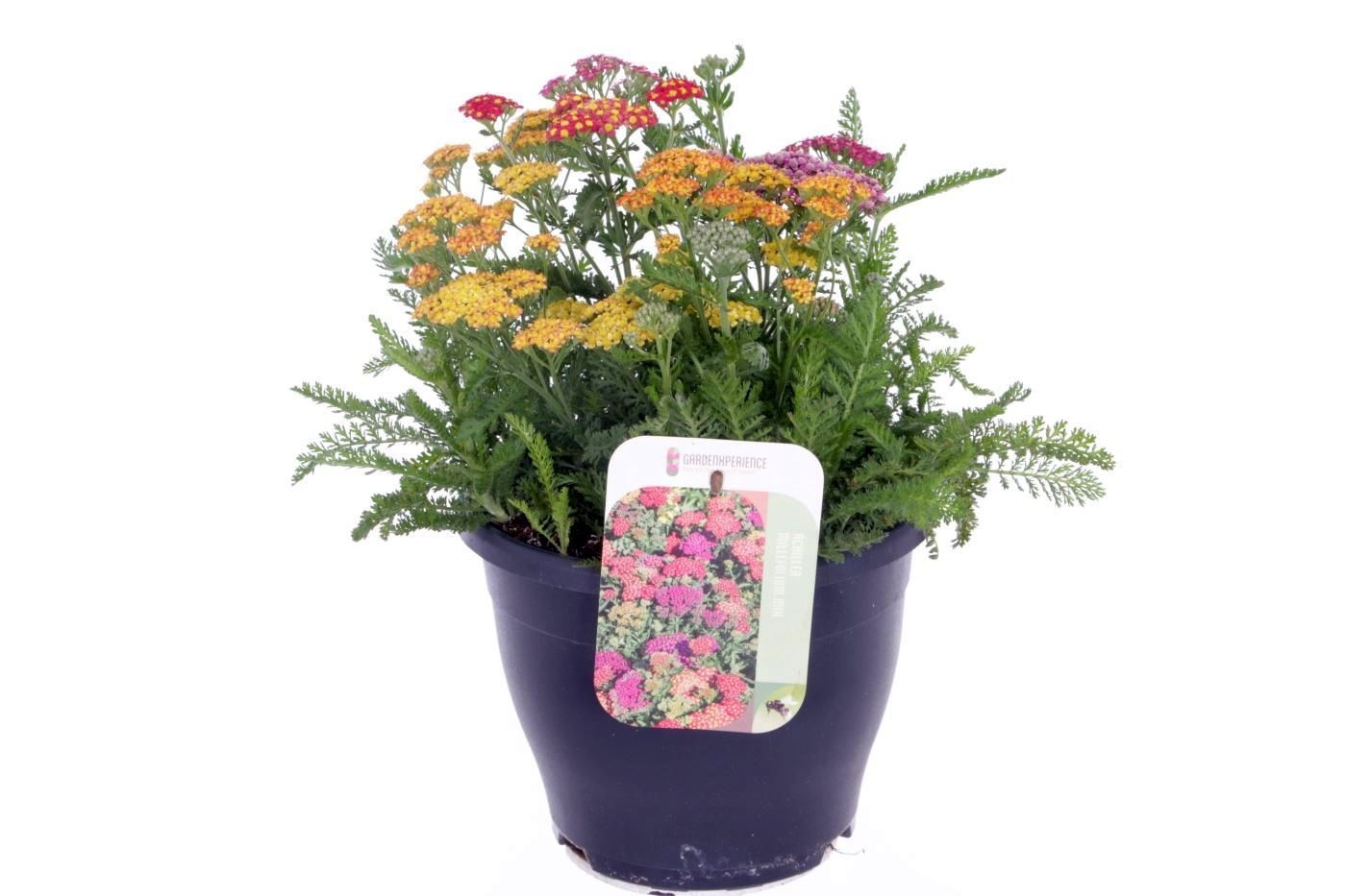 Achillea millefolium Milly Rock Mixmasters Dance, D 23