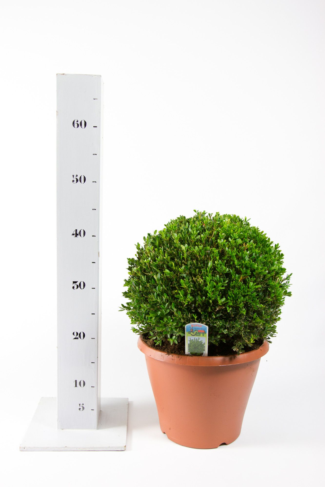 Buxus Green Velvet 30cm bol, D 26