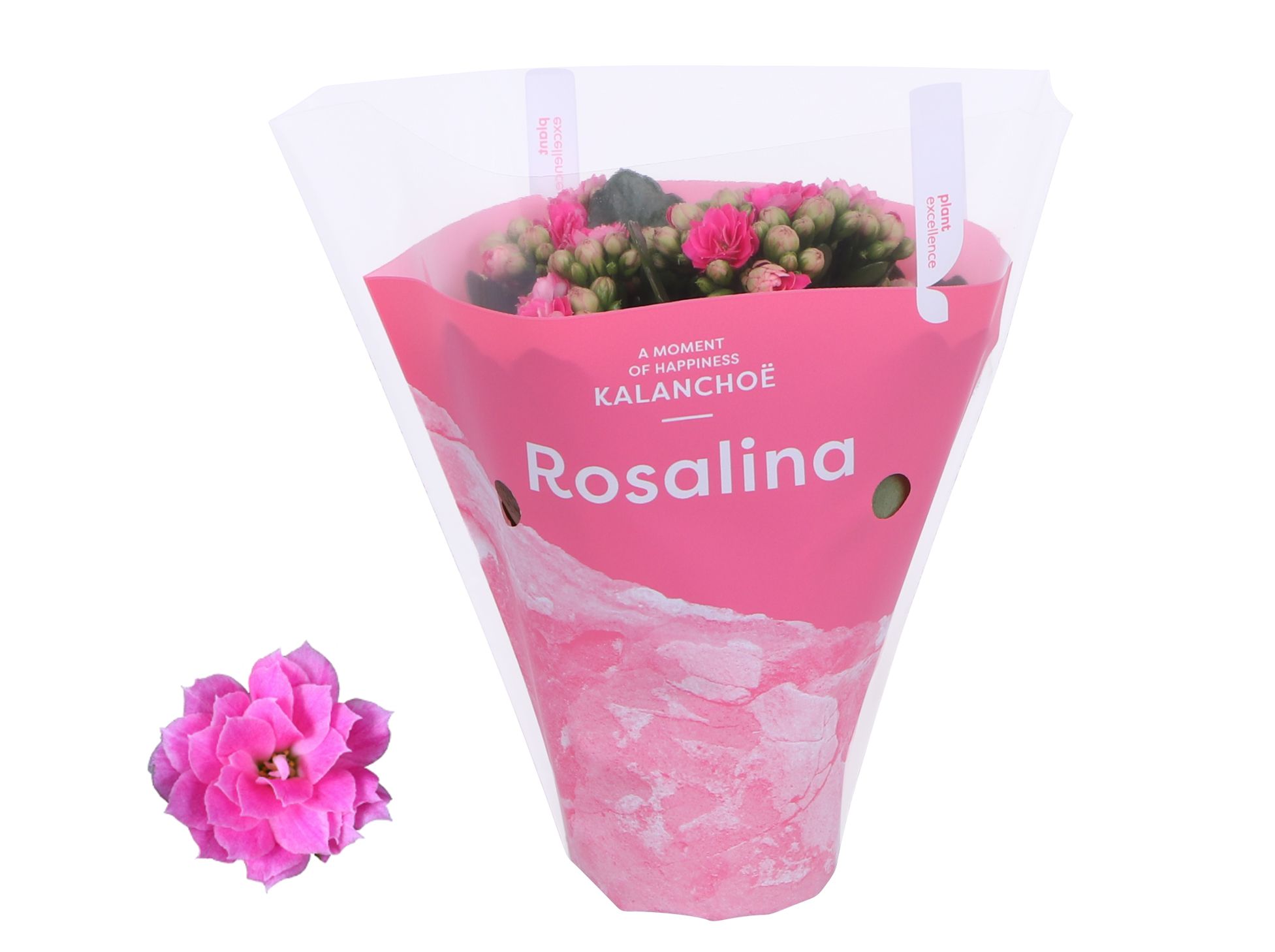 Kalanchoe Rosalina 07cm TST Don Nando, Roze hoes, D 7
