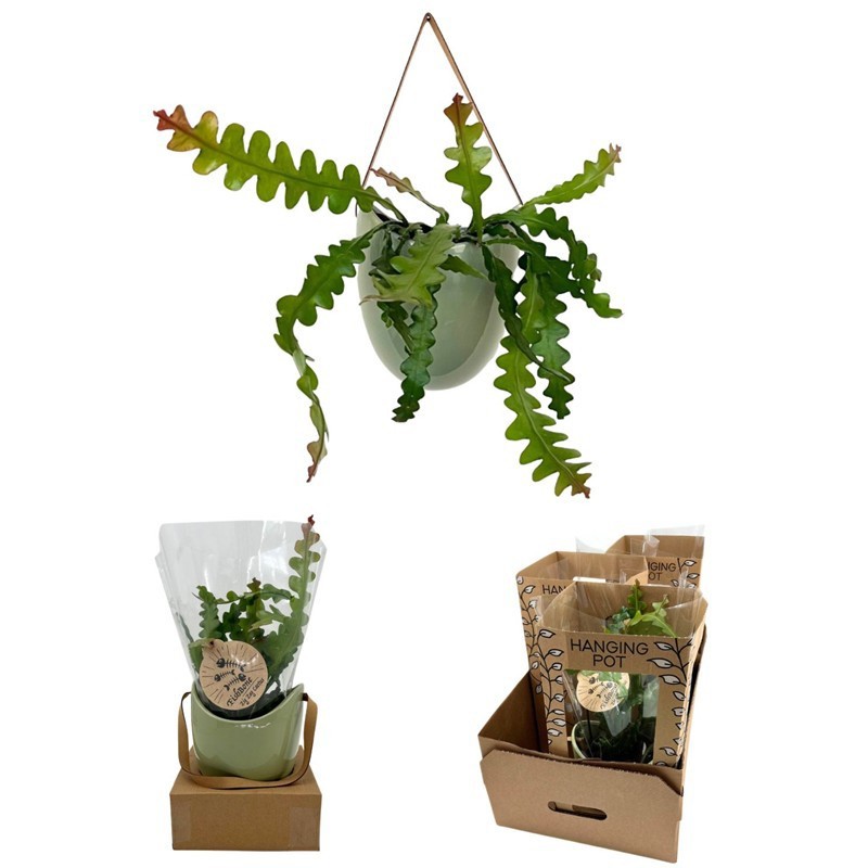 EPIPHYLLUM ANGULIGER, D 15