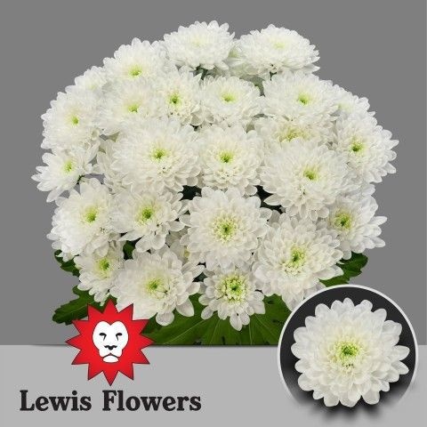 Хризантема куст. Алтай 70 (бел.), шт.