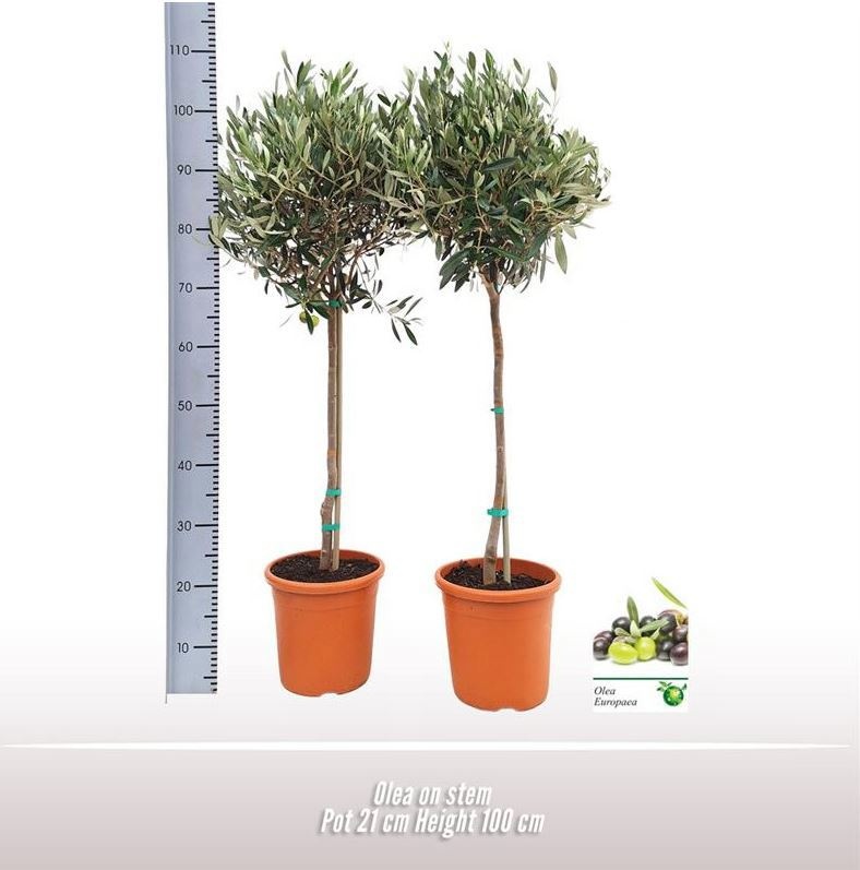 Olea op stam, D 21 cm