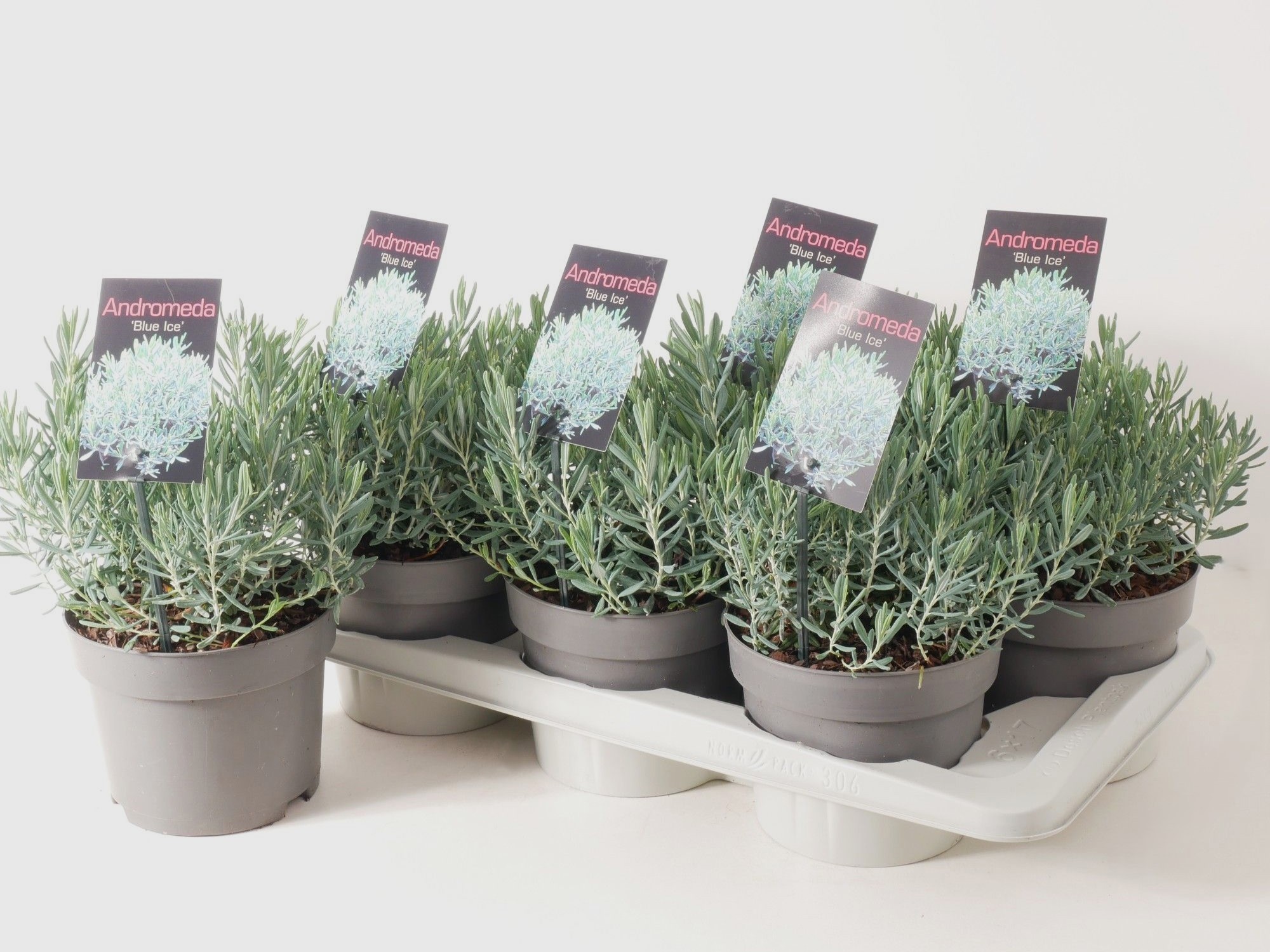 Andromeda polifolia 'Blue Ice' P17, D 17 cm