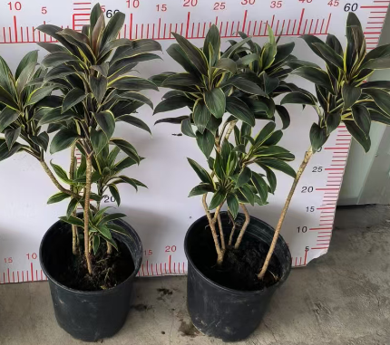 Кордилина терминалис Галлон, три сталкс оф кримй ред бананас 18 60