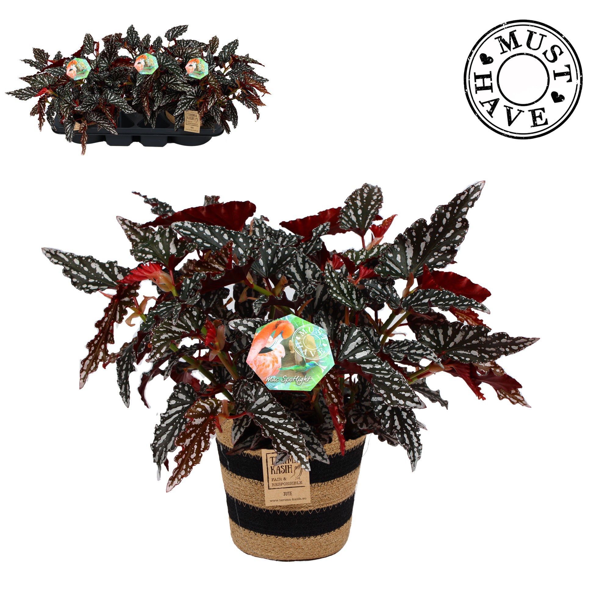 Maculata "Spotlight Dark" in Jutte mand MUST HAVE, D 17