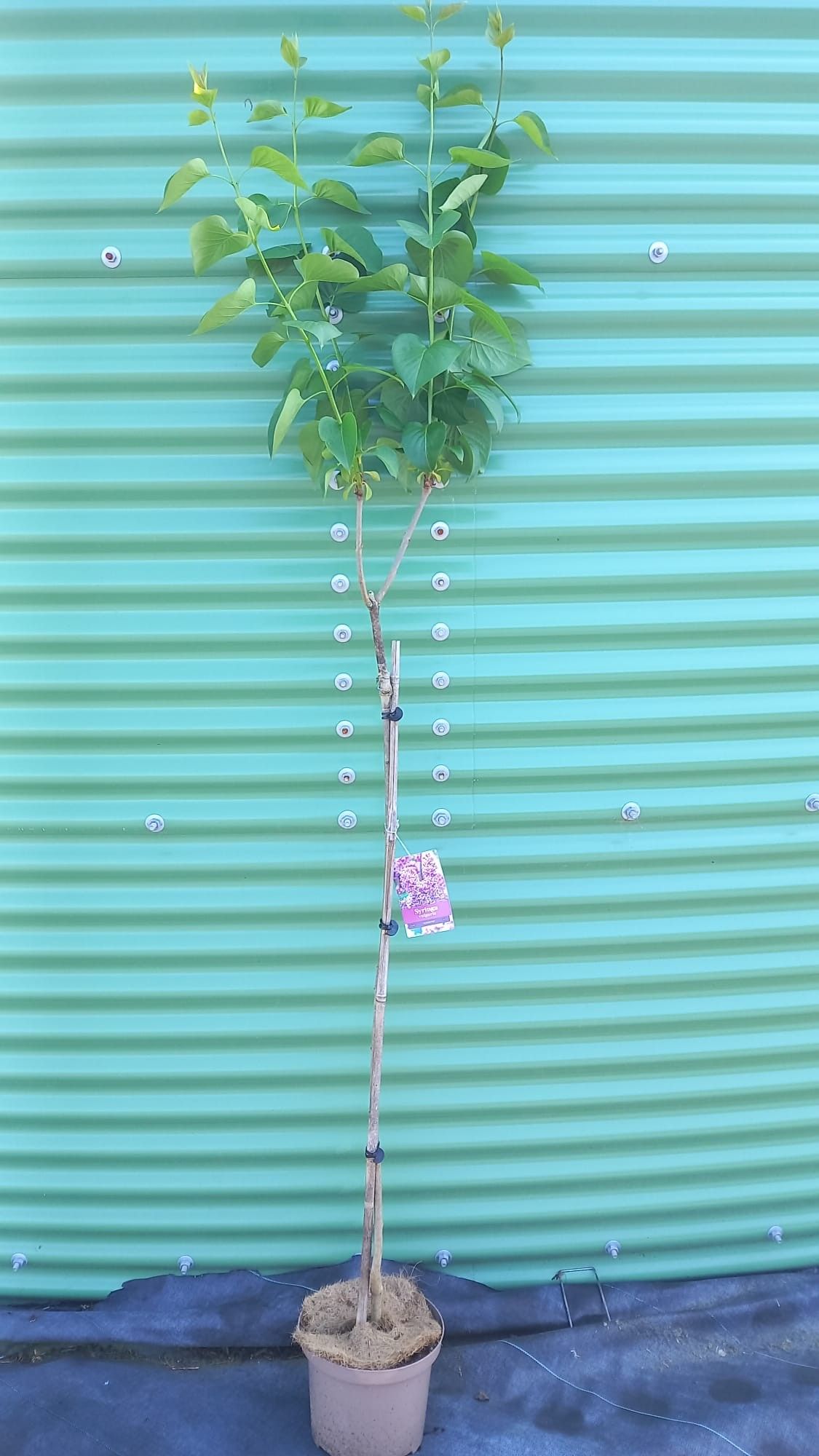 Syringa vulg. 'Sensation' -- stam 100 cm, D 23