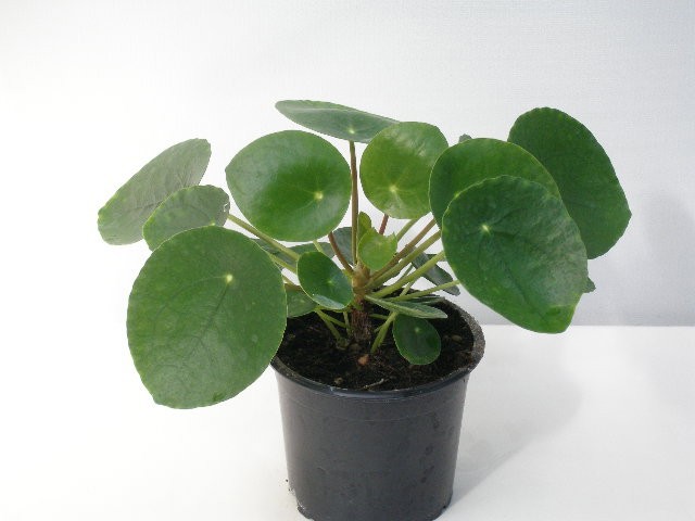 PILEA PEPEROMIOIDES, D 11