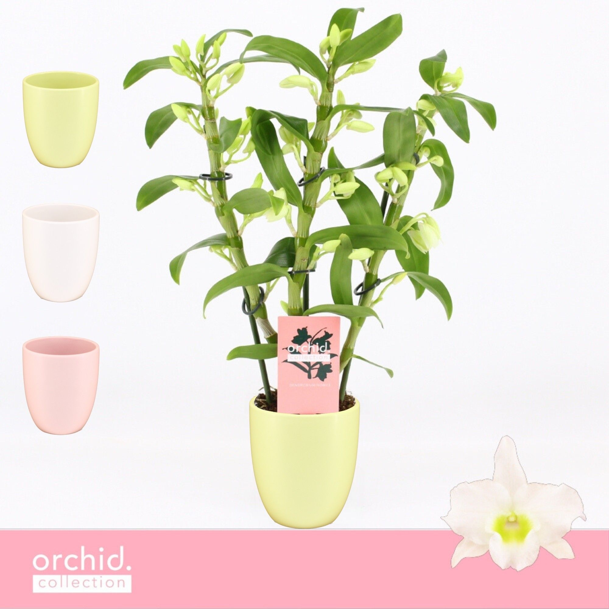 Dendrobium Nobilé, Apollon 3-spike Compact in Lotte Mix 'Orchid Collection', D 12