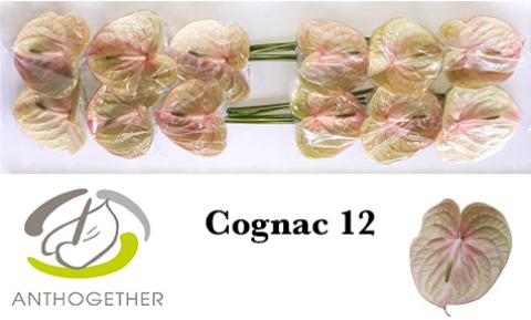 Антуриум Коньяк (зелено-роз.) x12, шт.