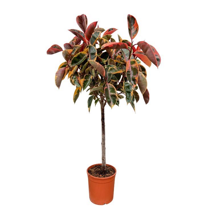 Ficus Elastica 'Belize' - 140cm, D 22