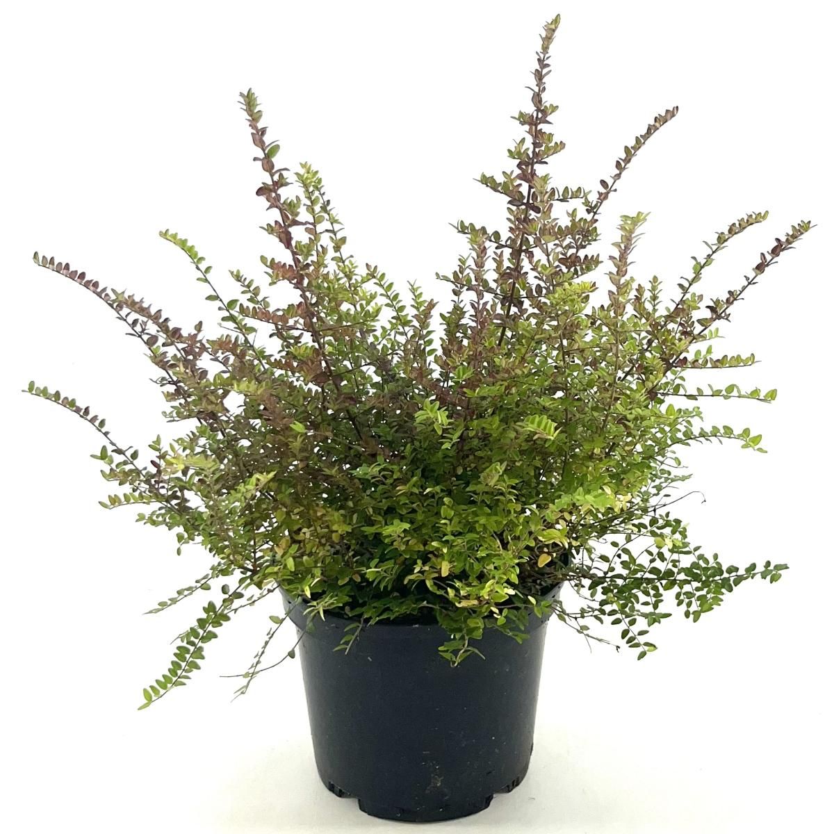 Lonicera nitida, D 17