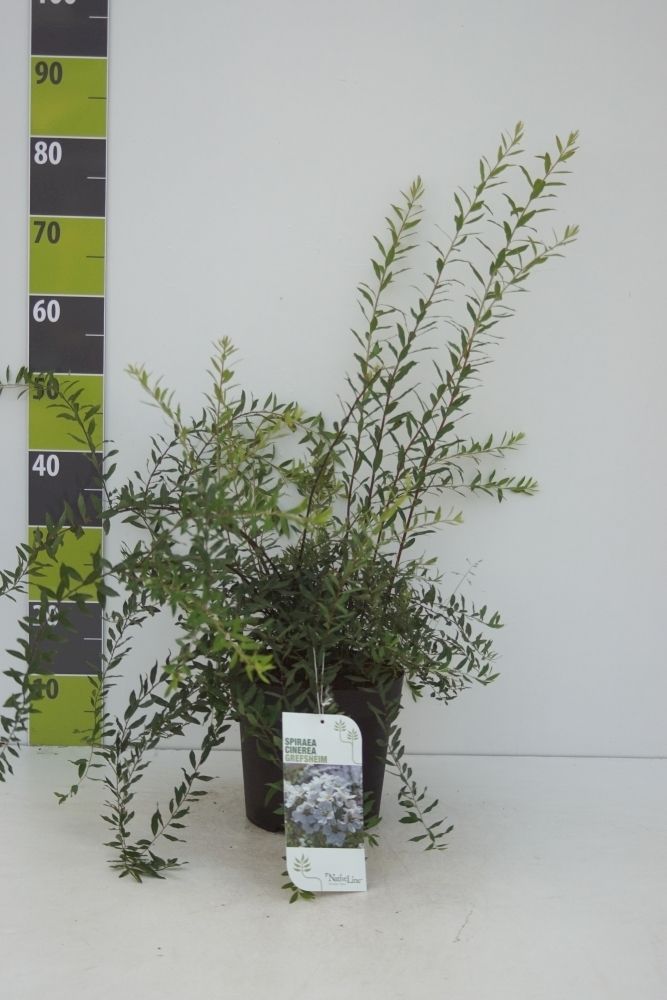Spiraea cinerea 'Grefsheim' C 4,6, D 23 cm