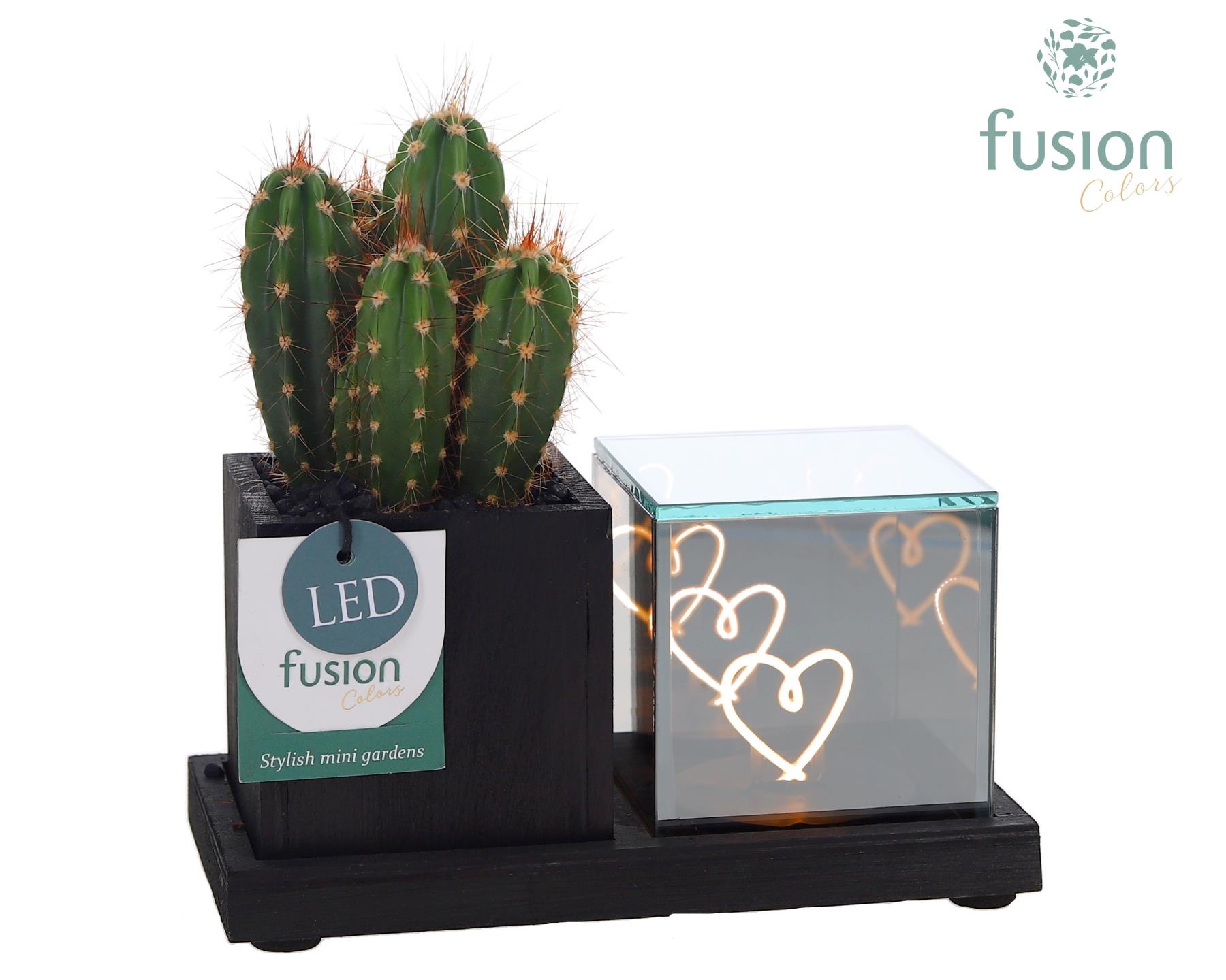 Houten Elegant LED planter met Cactus, D 19