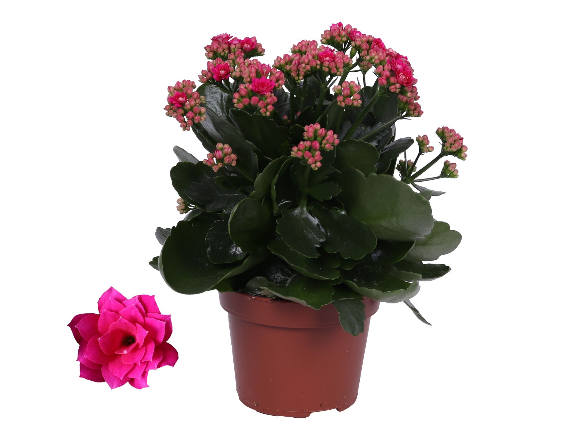 Kalanchoe Rosalina 12cm Don Victorio paars, Zonder hoes, D 12