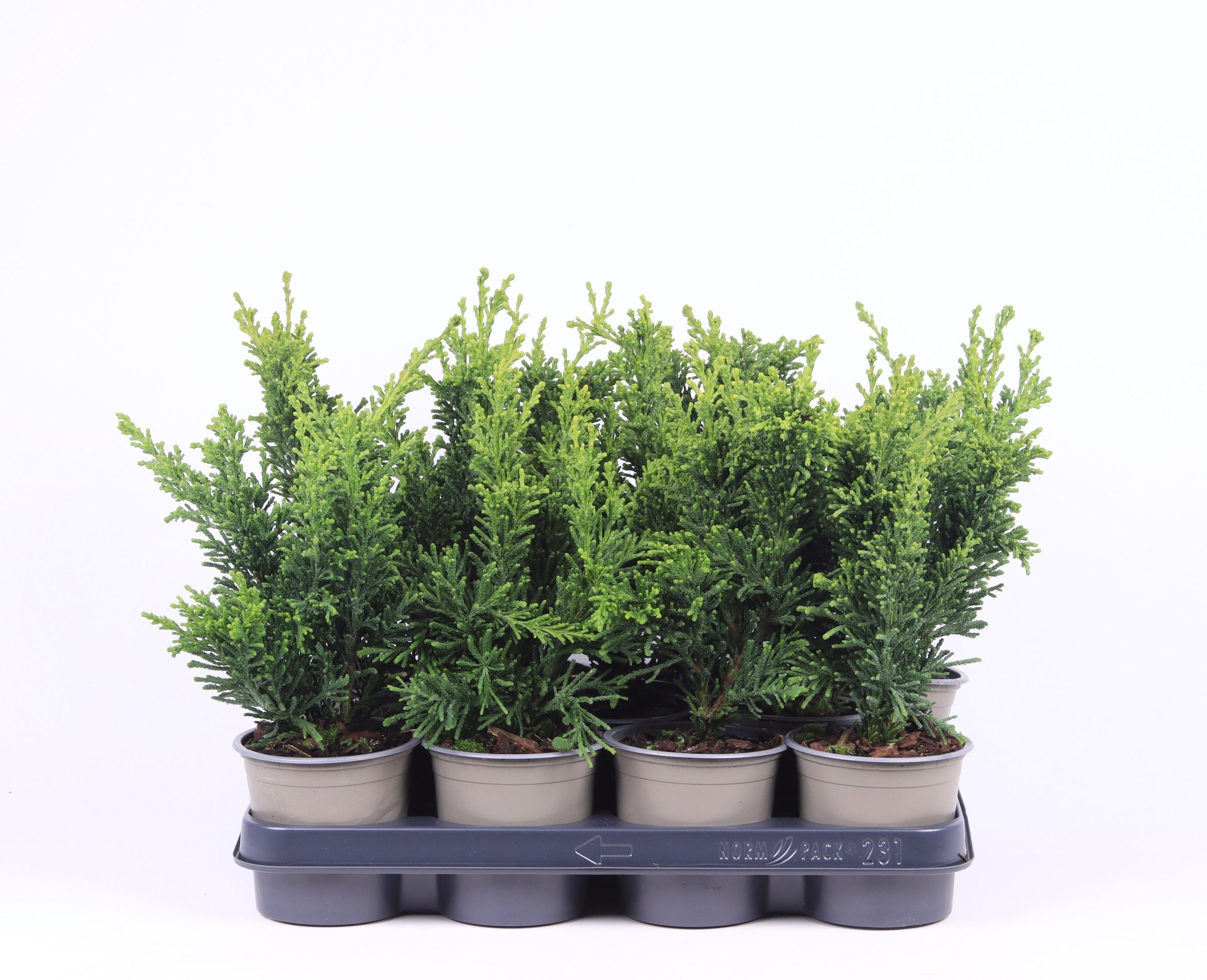 Chamaecyparis obtusa 'Draht', D 11