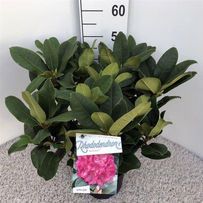 Rhododendron 'Germania', D 23