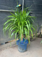 Лоллипоп Драцена 25 80