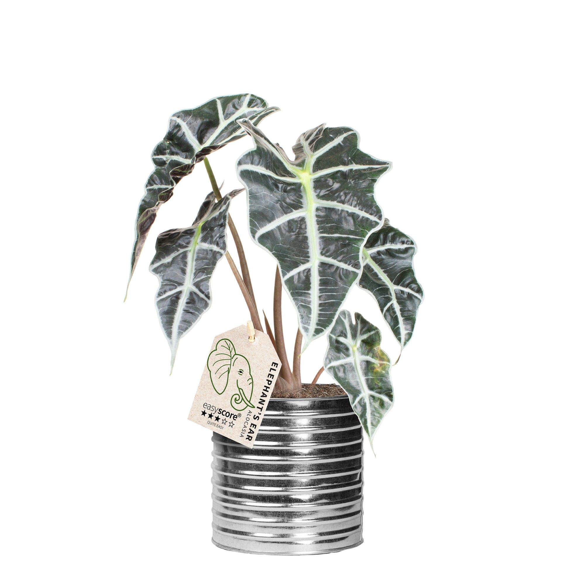 Zink Can, Alocasia ´Dwarf Amazonica´, D 12