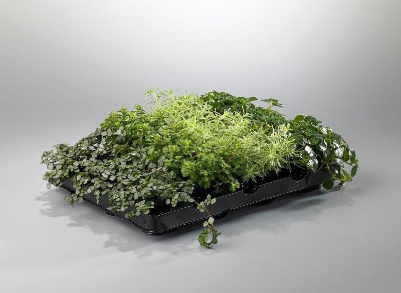 MINI MIX UNIVERSE GREEN, D 6