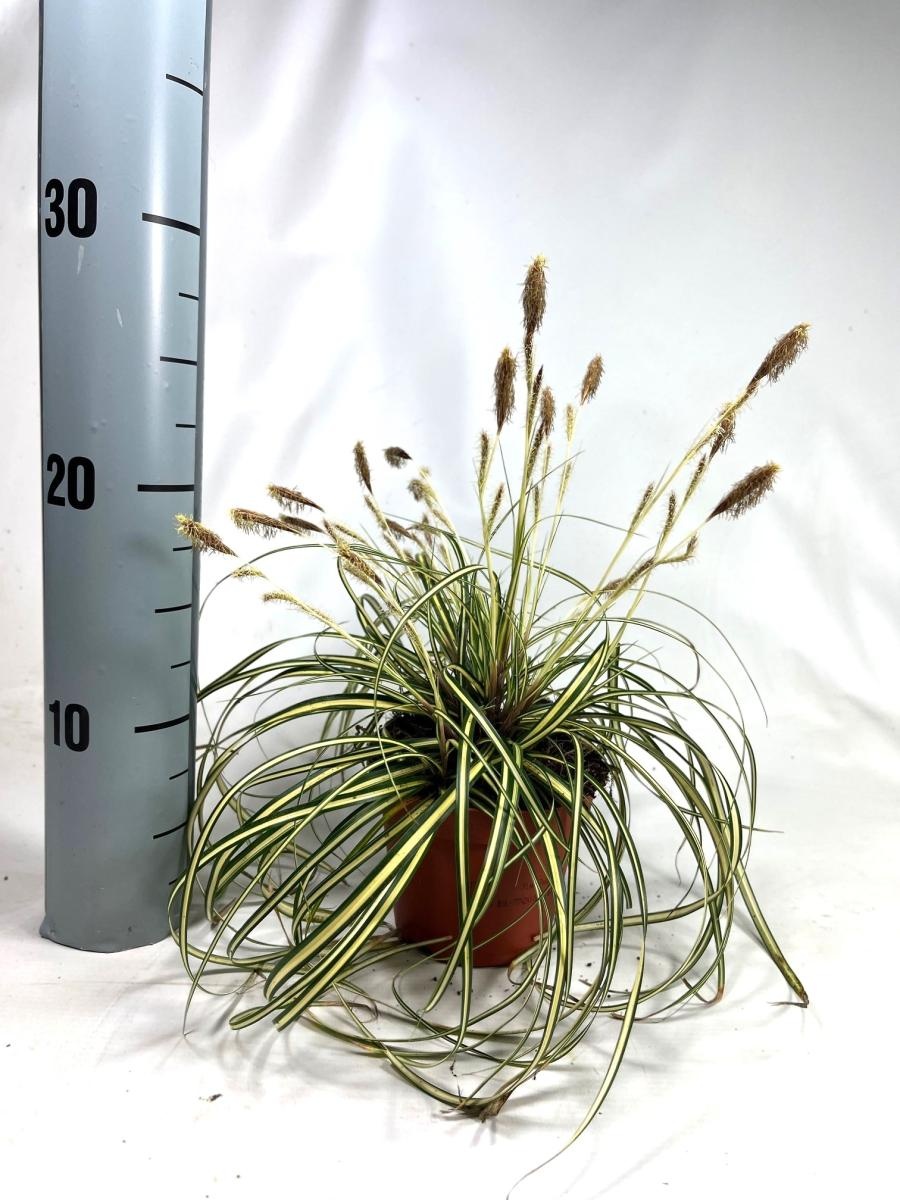 Carex oshim. 'Evergold', D 10,5