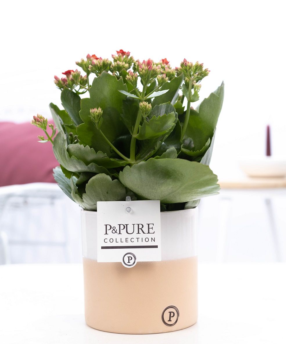 Kalanchoe red in P&PURE Rosy ceramics, D 12
