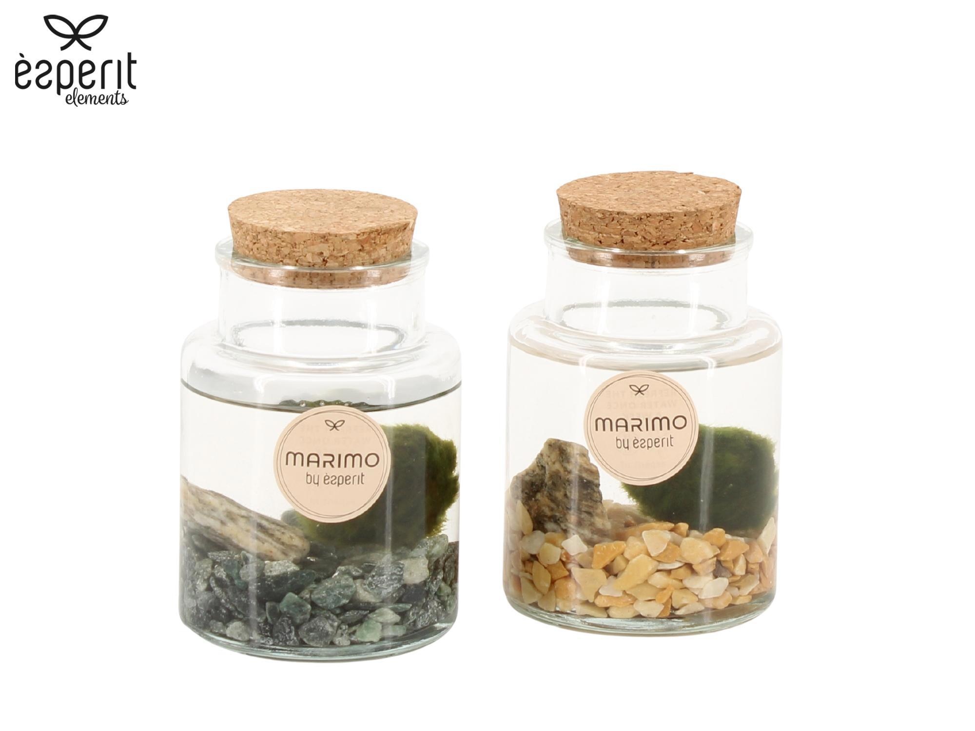 90544: Marimo arrangement, D 7 cm 90544: Marimo arrangement, D 7 cm