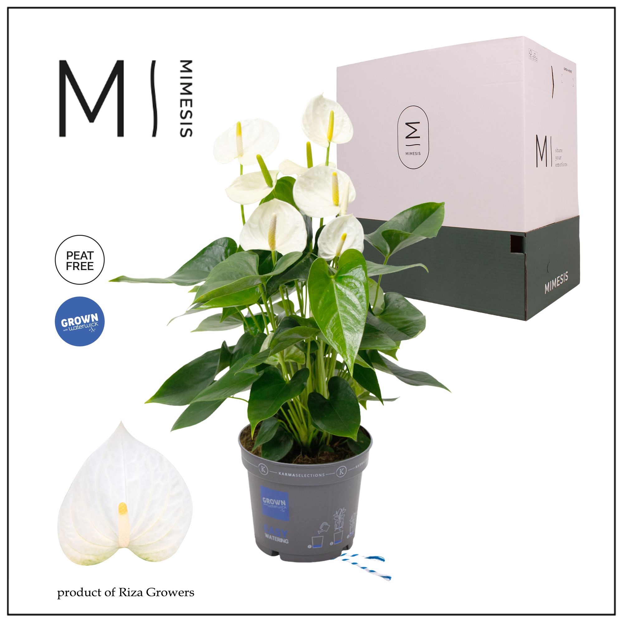 Mimesis Anthurium KARMA White Compact - 17cm, D 17